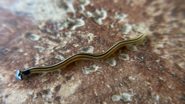Giant Poisonous Worms Are Taking Over DC
