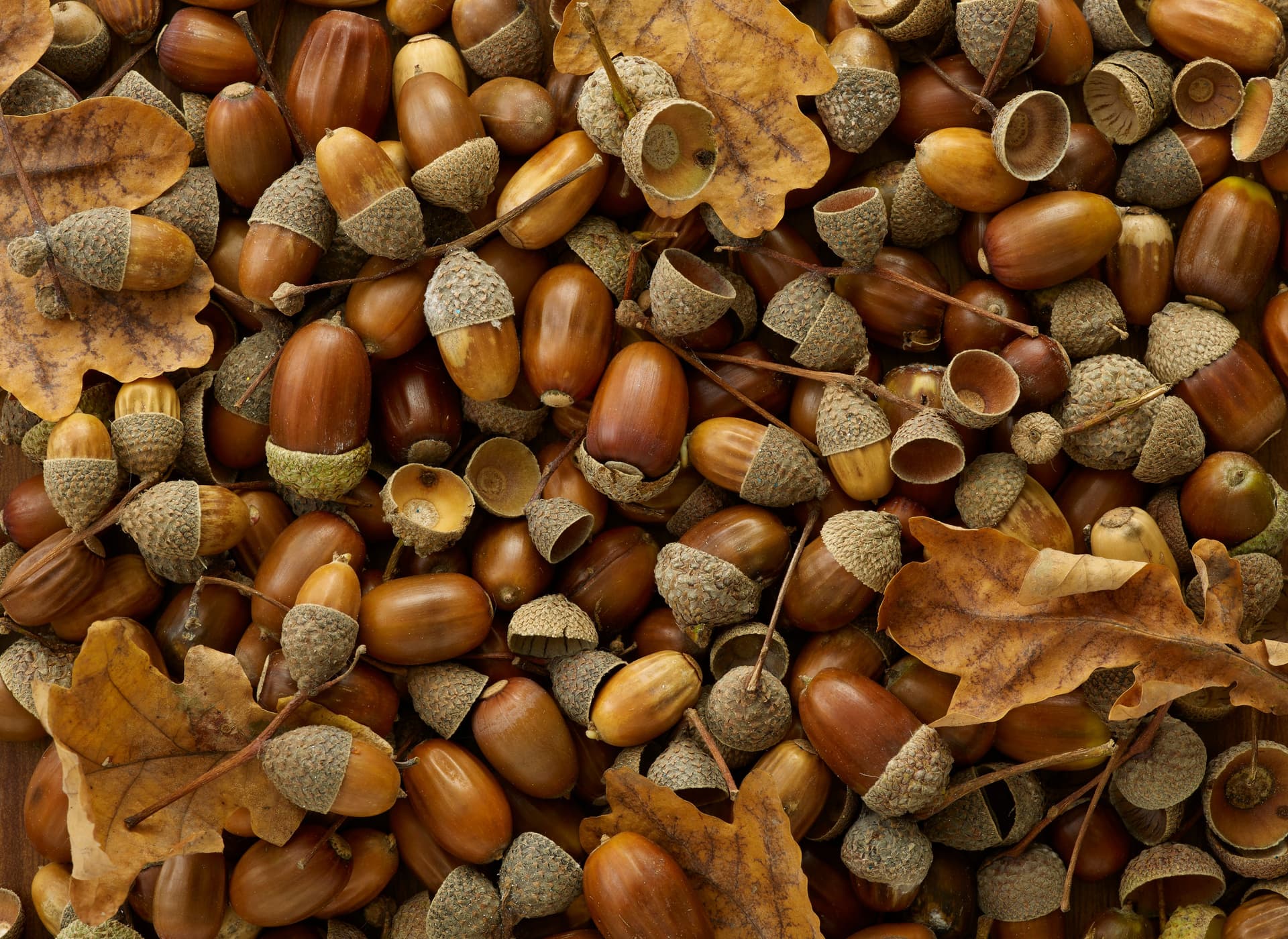 Could Fall’s Acorn Abundance Forecast a Nutty Winter?