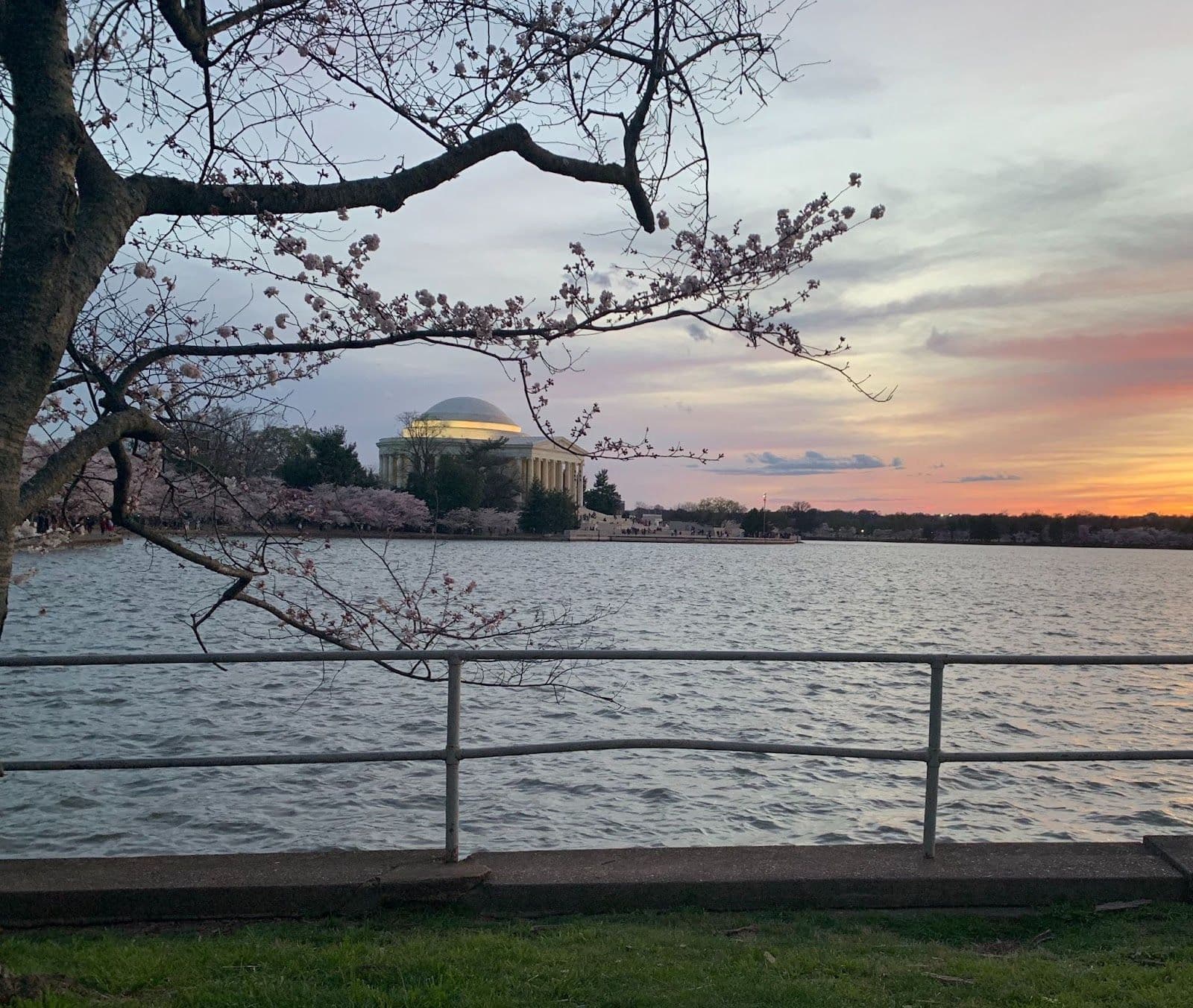 D.C. cherry blossom in spring.
