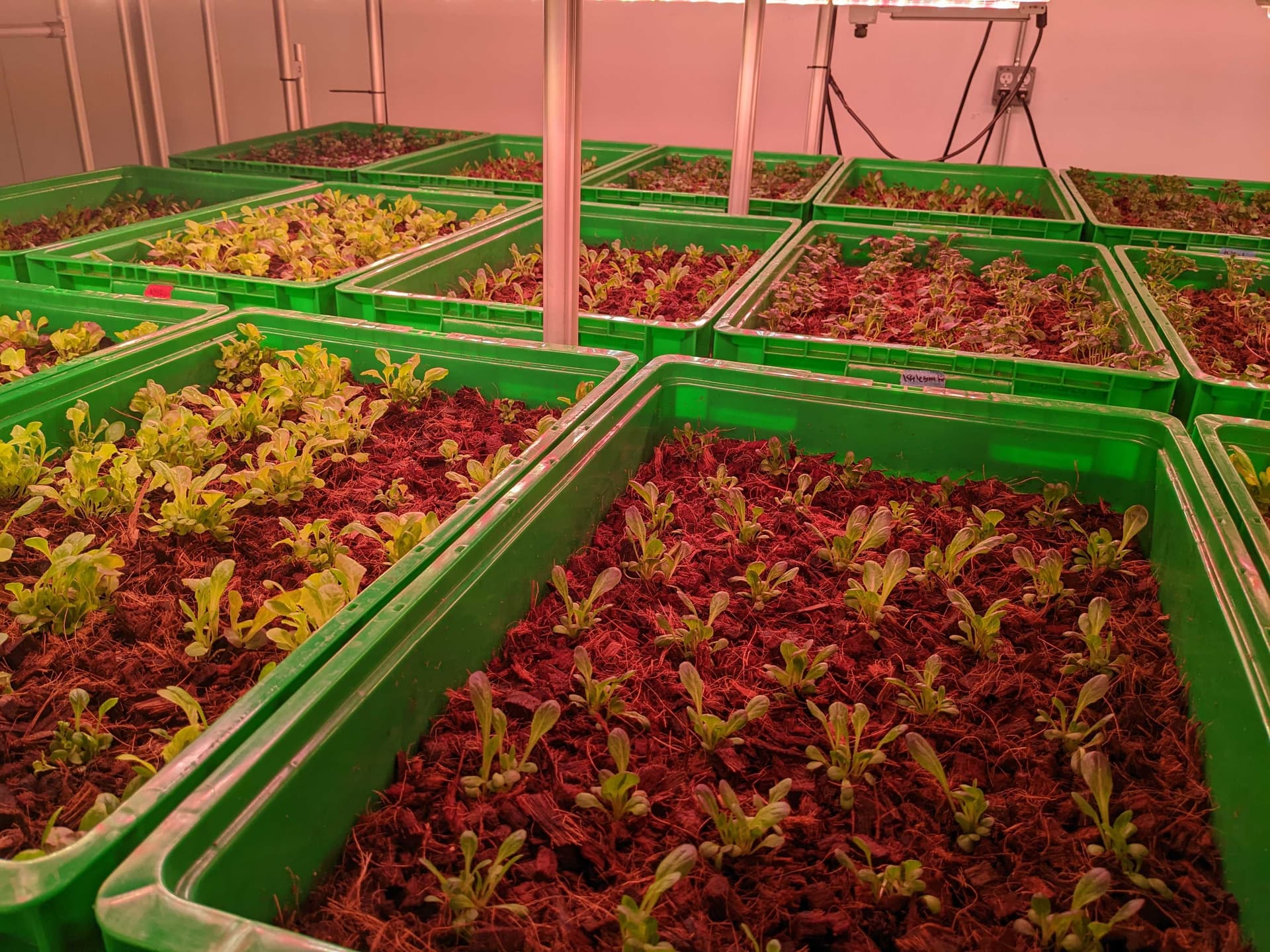 Mescalin growing under sunlamps at Area 2 Farms.