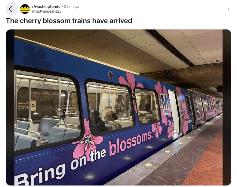 Cherry Blossom train 2024.