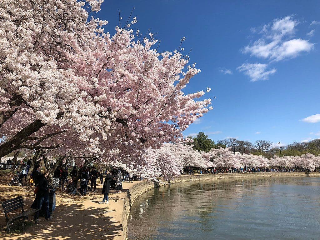 Cherry blossoms at the Tidal Basin.