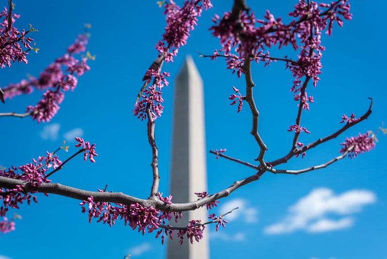Meet Cherry Blossoms' Cooler Cousin: The Eastern Redbud