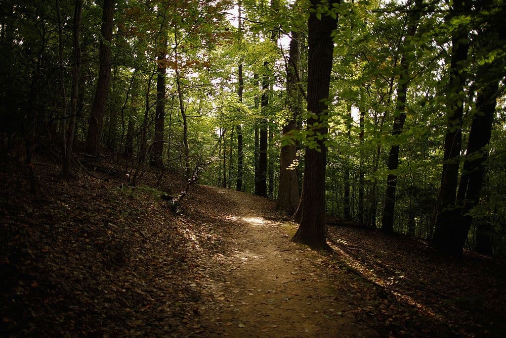 Local Forests Are Failing To Regenerate