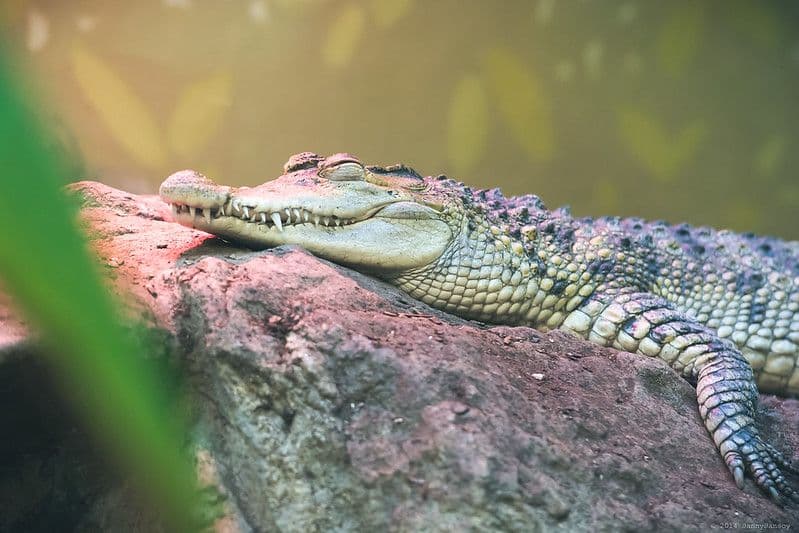 The Mystery of Alligators In Rock Creek Park
