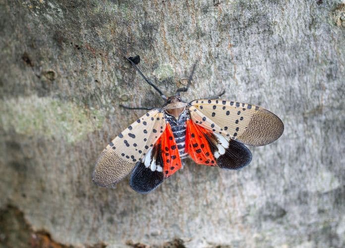 Urban Almanac: Smash This Bug