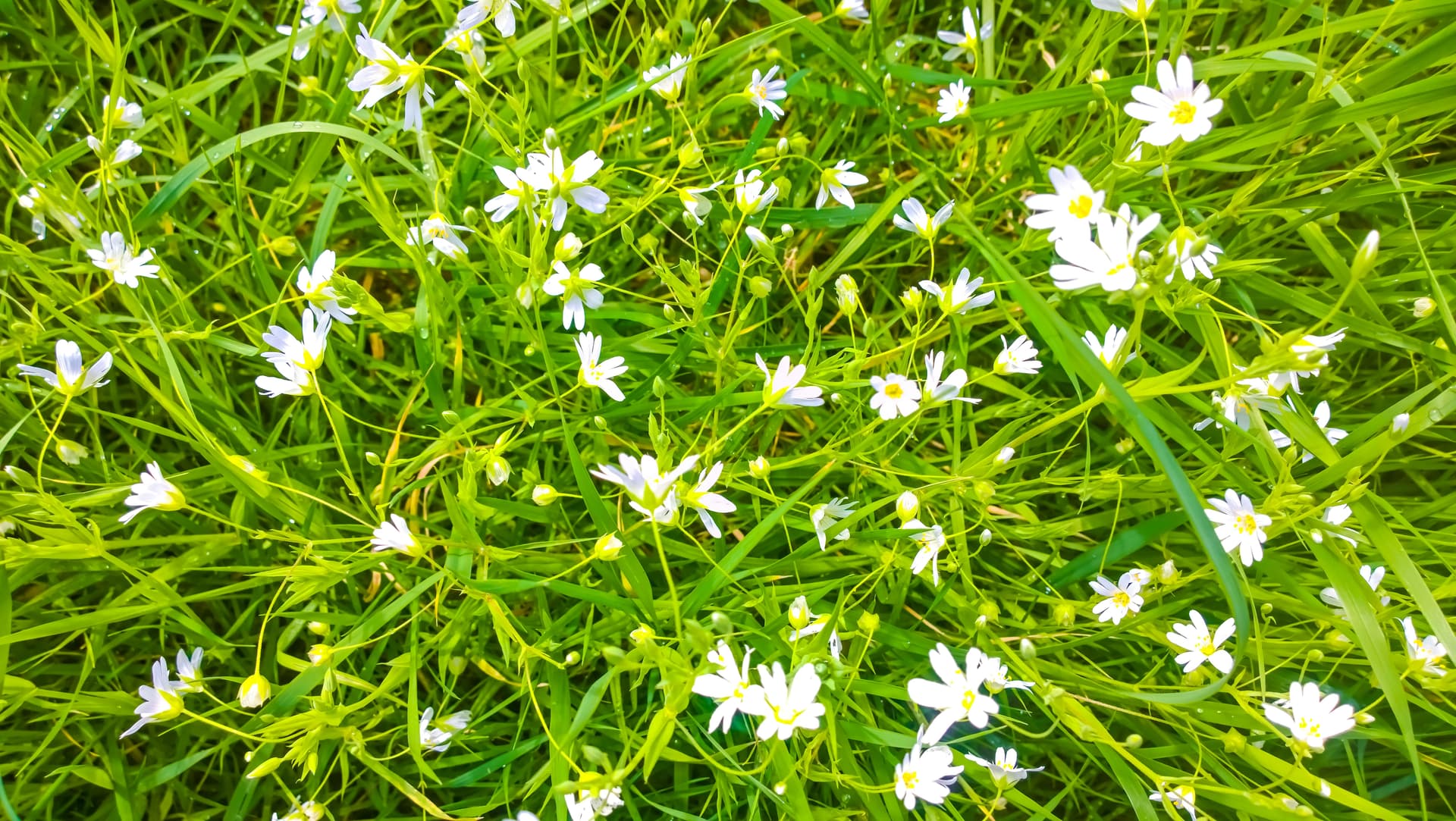 How To Forage in the DMV