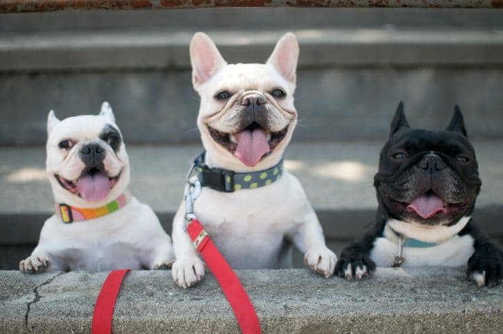 Understanding D.C.'s Dognapping Spree