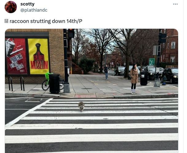 A racoon on 14th St NW