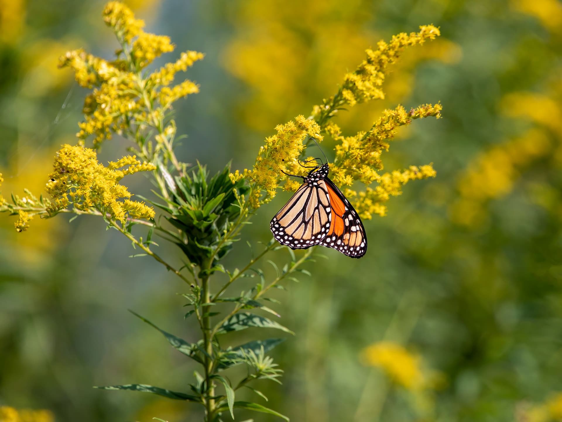 How to Celebrate Pollinator Week