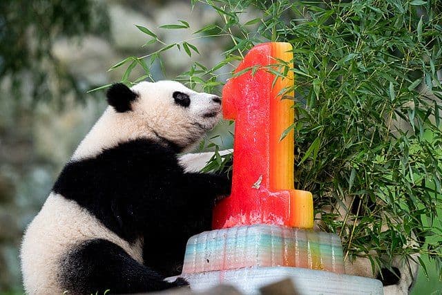 Xiao Qi Ji's first birthday party.