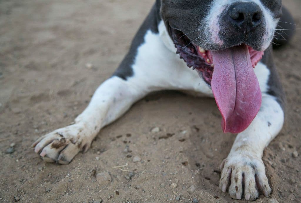 How to Keep Your Dog Safe in the DC Heat