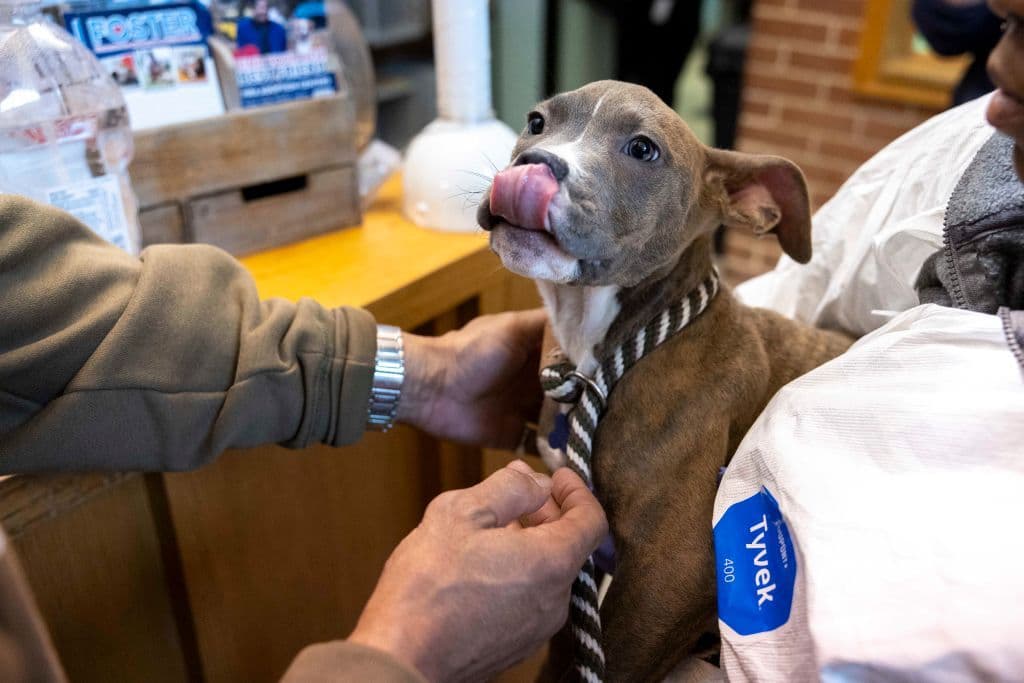A brown puppy licks its nose and looks up at humans.