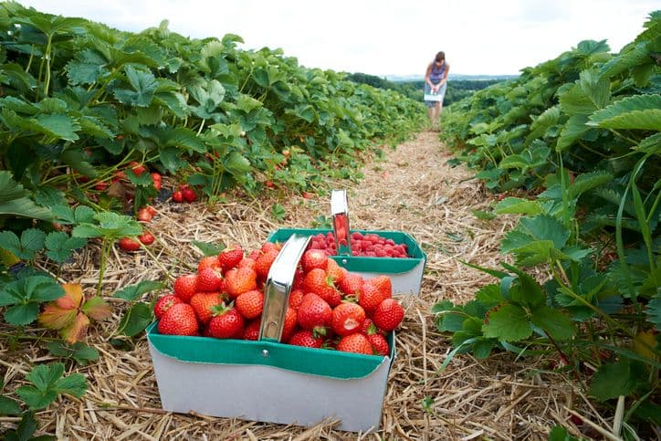 Where To Strawberry Pick In the DMV