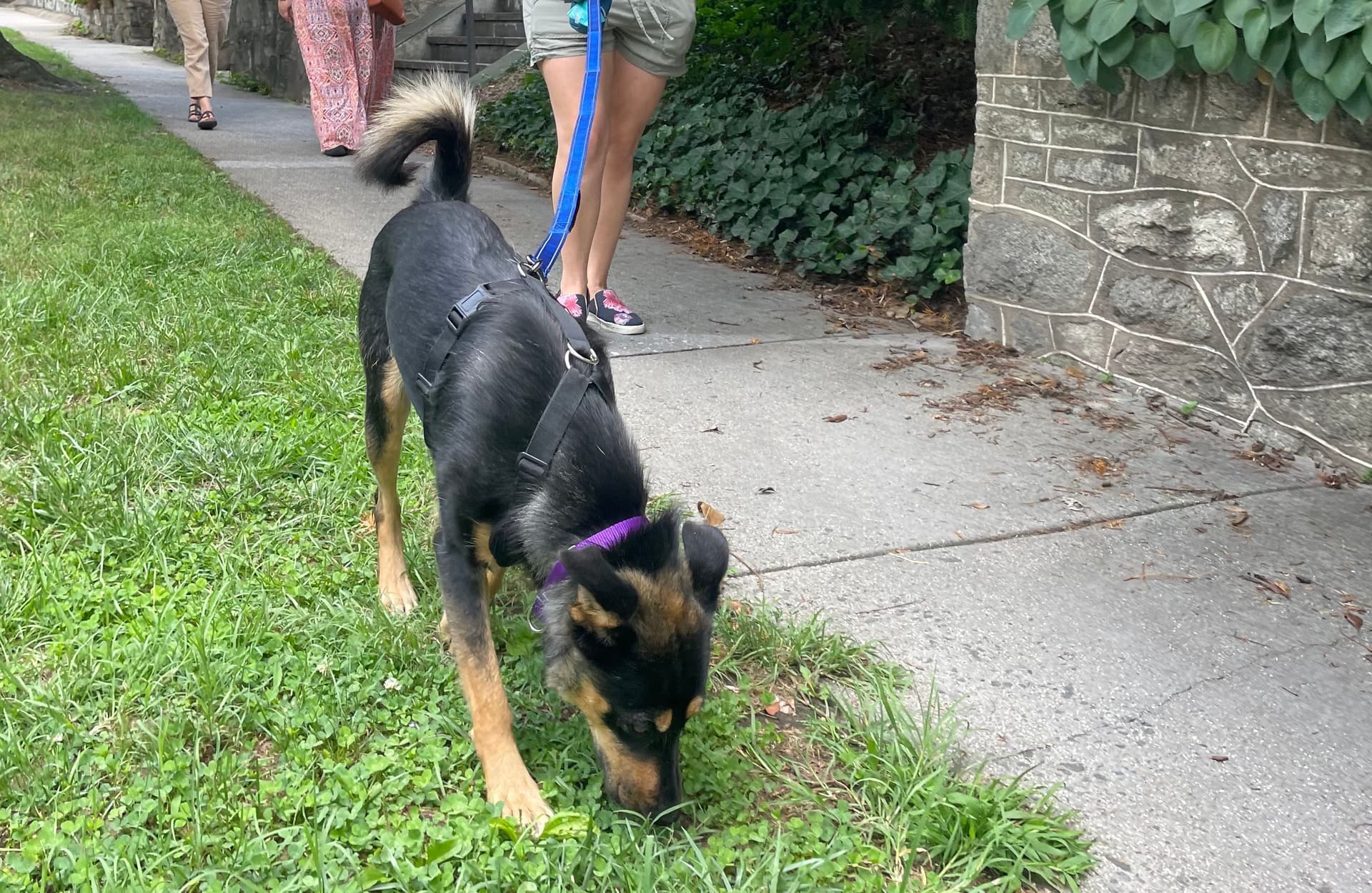 Puppy out on a walk
