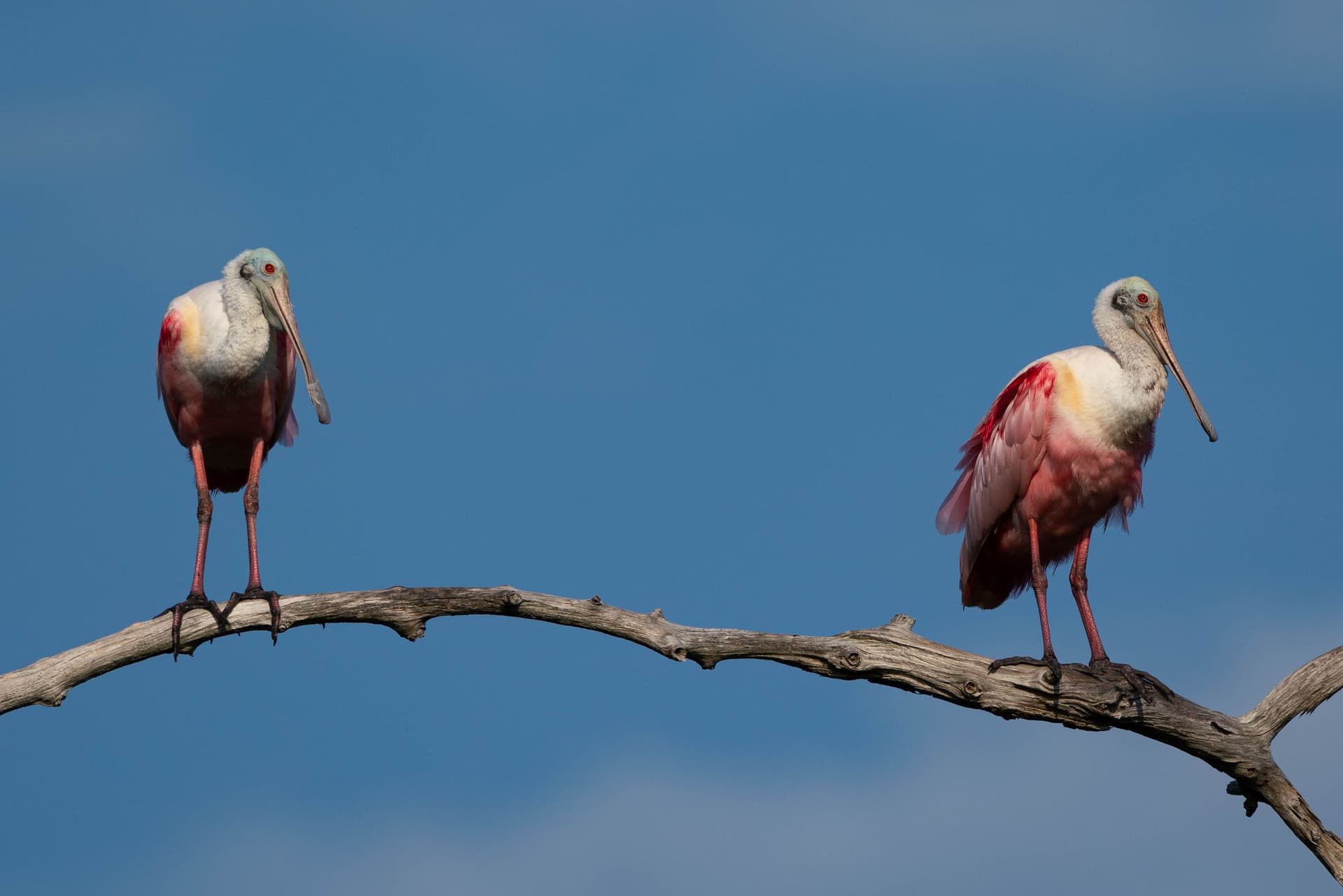 Spoonbill on a branch